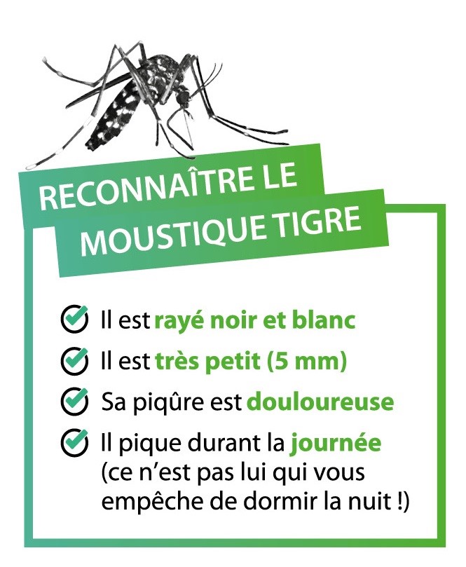 Reconnaître un moustique